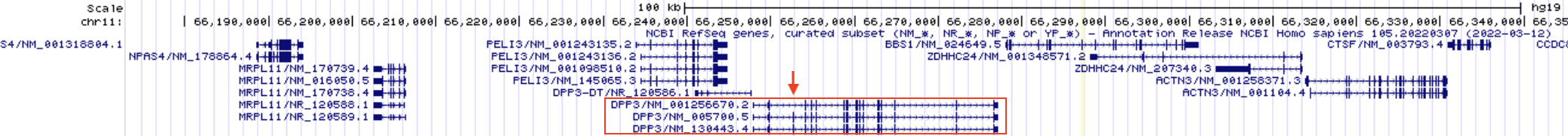 There are three isoforms of DPP3 (DPP3-DT is not an isoform of DPP3). Notice how DPP3, highlighted with a red box, begins and ends transcription at the same location but the RNA transcript that is produced is spliced in three distinct ways to produce three alternative splice forms. One obvious difference is highlighted with a red arrow. The 2nd and 3rd splice forms have an exon not included in the topmost splice form listed. Each DDP3 splice form rightly has a unique mRNA ID. From top to bottom, there is NM_001256670.2, NM_005700.5 and NM_130443.4