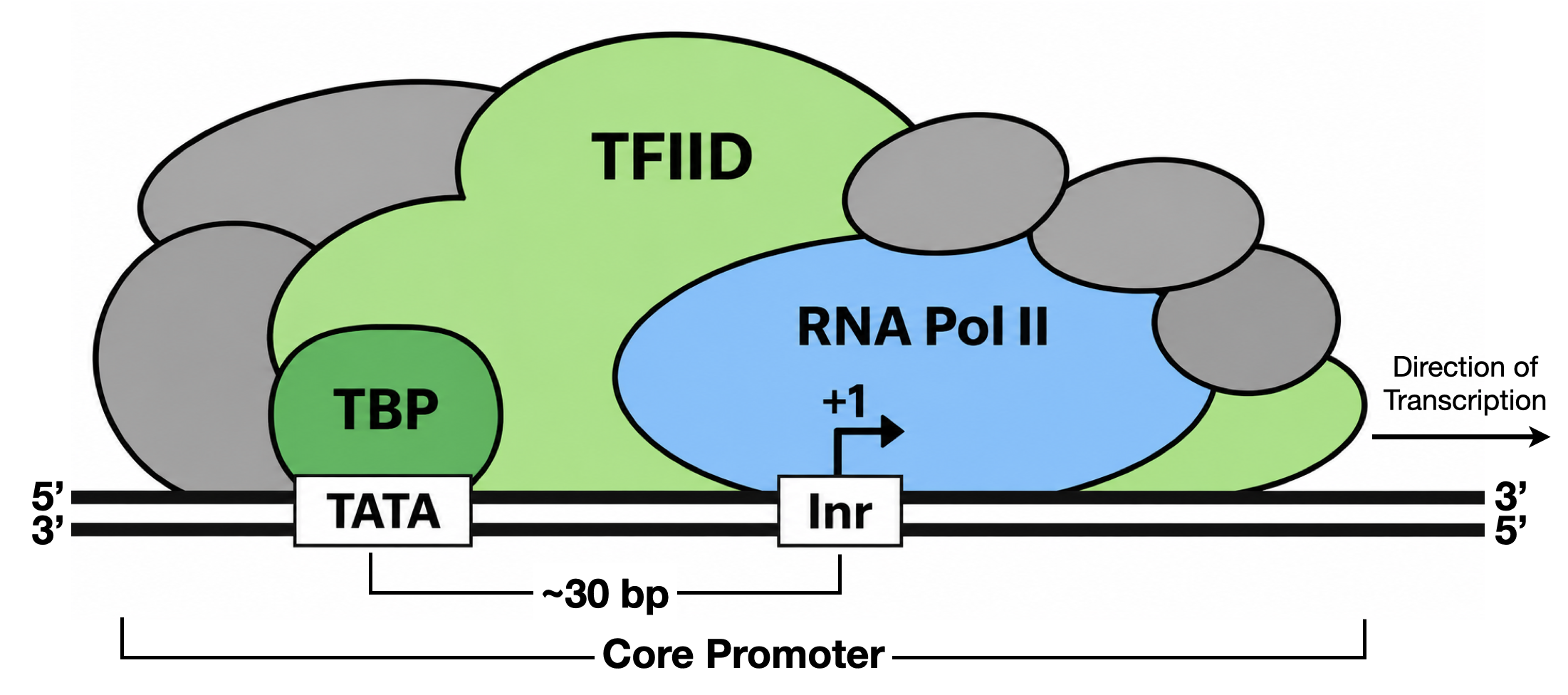 A simple schematic of a focused core promoter and the GTFs/RNA polymerase II that bind to it. The horizontal line is the genomic DNA. **TATA**, **Inr**, are the two most common DNA sequence motifs positioned found at the core promoter. **Inr** spans the TSS (+1) while the **TATA-box** is upstream of **Inr**.
