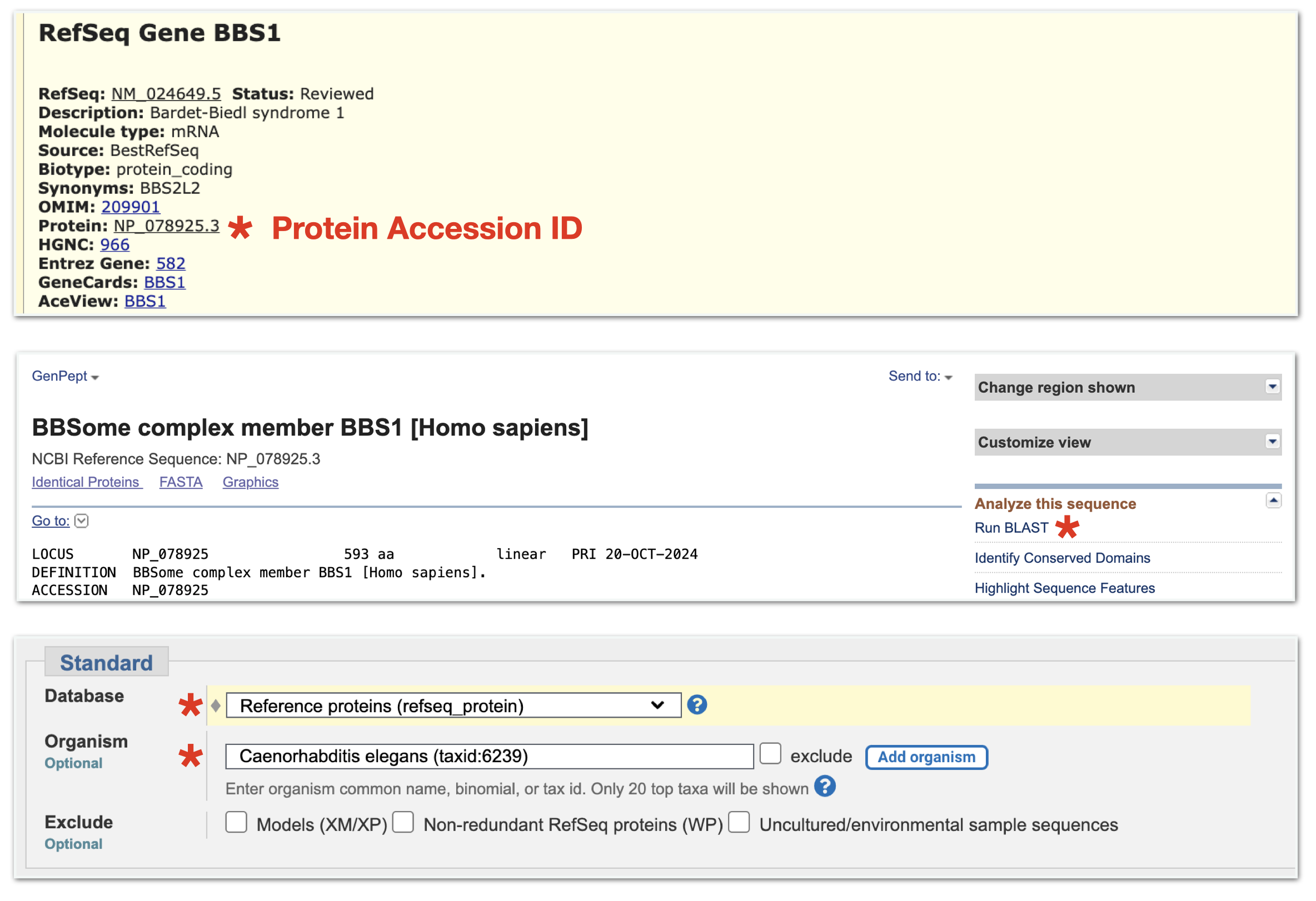 When you click anywhere on the BBS1 gene schematic, a gene information page will open. Click on the protein accession ID link (asterix, top image). A protein information page for BBS1 will open. Click on the **Run BLAST** link on the right side of the page (asterix, middle image). A BLASTP submission page will open with the BBS1 Protein Accession ID present in the Query window. Now scroll down to the section where you choose your Organism. In the **Organism** window, start typing in the species name then click on your species from the dropdown menu (asterix, bottom image). Finally, scroll all the way to the end of the page and click **BLAST**.