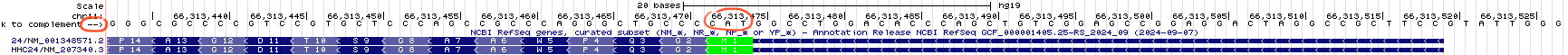 Here you are looking at a small portion of a minus strand gene (ZDHHC24) in the gene prediction track and the plus strand of the DNA in the base position track. The DNA sequence you see is the template strand for ZDHHC24 NOT the RNA sequence. To view the minus strand of DNA, click on the arrow at the far left circled in red.