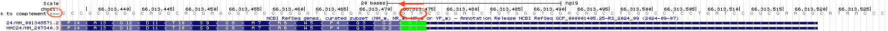 Here you are looking at the same small portion of ZDHHC24 in the gene prediction track and the minus strand of DNA in the base position track. Now the sequence is the same as the RNA sequence (except uracil replaces thymine). You can confirm this by looking at the start codon. It reads A-T-G in the DNA as expected.